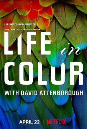 Life in Color with David Attenborough (2021) ชีวิตมีสีสันกับเดวิด แอทเทนเบอเรอห์ | Netflix