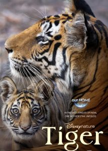 Tigers on the Rise (2024)